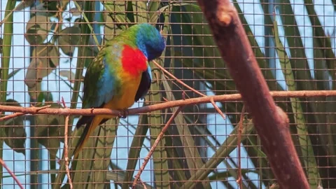A red parrot resting Stock-Footage 295989553