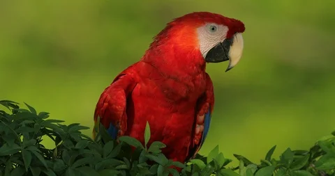 Red parrot Scarlet Macaw, Ara macao, sitting on branch Stock Footage 101652712