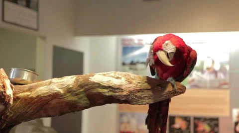 Red Parrot Scratches Head Stock Footage 24370454
