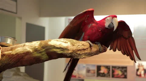 Red Parrot Shows Off Its Wings Stock Footage 24632376