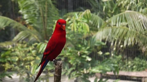A red parrot sits on a perch in an aviary at the Yogyakarta Zoo, Indonesia 動画素材 138702770