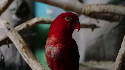 Red parrot sits on a tree branch with looks on the sides Stock Footage 163849698