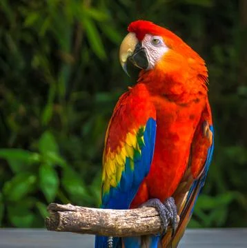 Red Parrot Sitting Foto stock