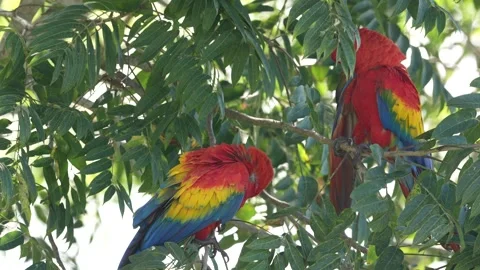 Red parrot tree nest hole. osta Rica nature. Bird love. Pair of big parrots Scar Video stock 260297677
