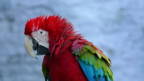 Red Parrot in the zoo Stock Footage 100863643