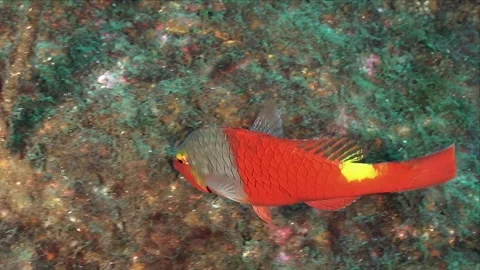 Red Parrotfish close up Stock Footage 333580536