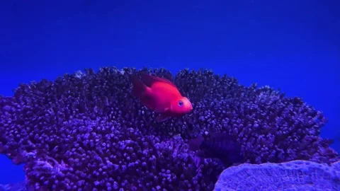 Red Parrotfish swims in aquarium under neon light. Video stock 284241553