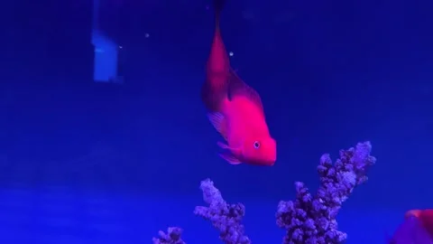 Red Parrotfish swims in aquarium under neon light. Video stock 284241908
