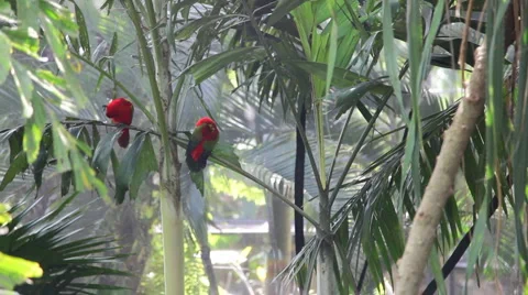 Red parrots 스톡 동영상 979239