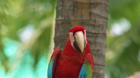 Red parrots macaw Video stock 202623995