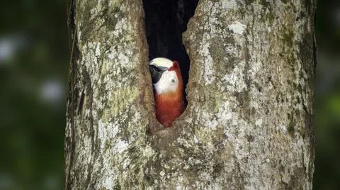Red parrots Stock Photos