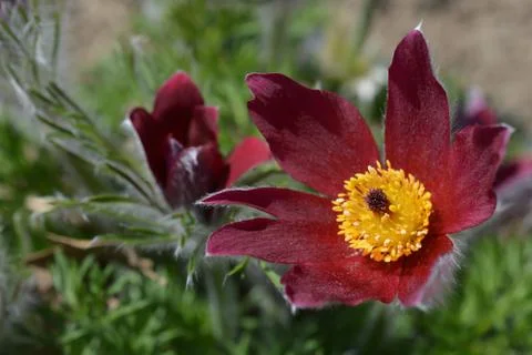 Red pasque flower Stock Photos