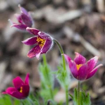 Red pasque flower Stock Photos