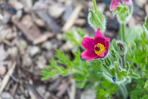 Red pasque flower Stock Photos