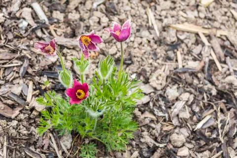 Red pasque flower Stock Photos