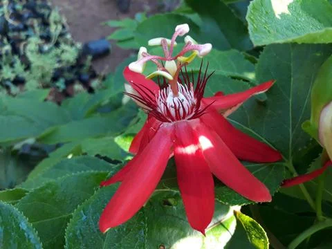 Red passiflora incamata Foto stock