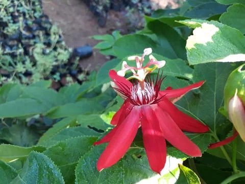 Red passiflora incamata Foto stock