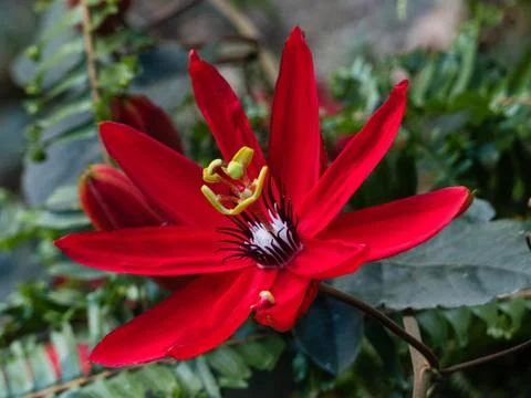 Red Passion Flower in bloom Stock Photos