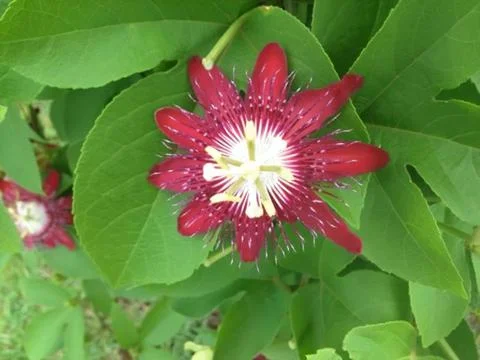 Red passion flower Stock Photos