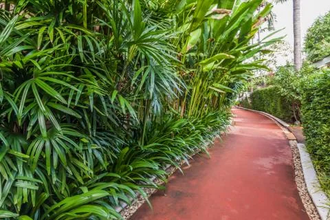 Red path with green tree Stock Photos