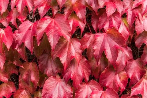 Red Pattern of Virginia Creeper Stock Photos