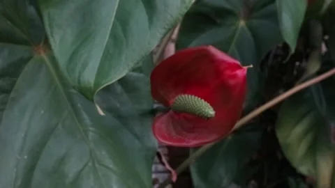 RED PEACE LILY Stock Footage 220804918