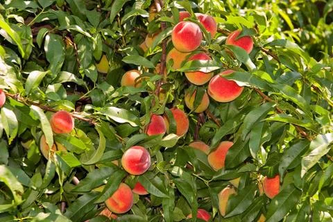 	Red peaches hang on a tree between green leafes Stock Photos