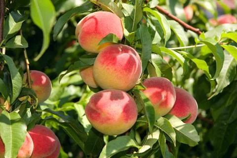 	Red peaches hang on a tree between green leafes. Stock Photos
