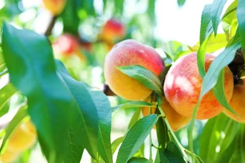 Red peaches hang on a tree between green leaves. Stock Photos