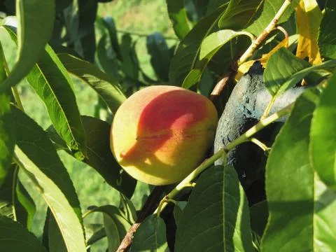 Red peaches on tree branches in a cultivated land in Tuscany, Italy Stock Photos