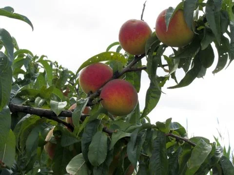 Red peaches on tree branches Foto stock