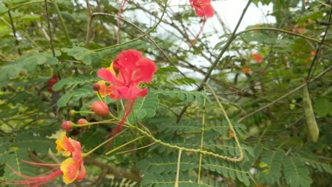 Red peacock flower Stock Footage 248899127