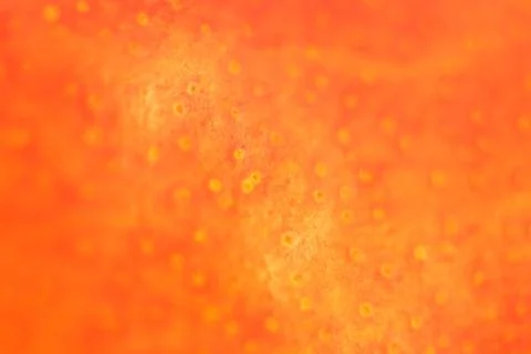 Red Pear Background. Macro Closeup. Stock Photos