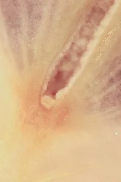 Red Pear Section Surface Texture Background. Macro Closeup. Foto stock