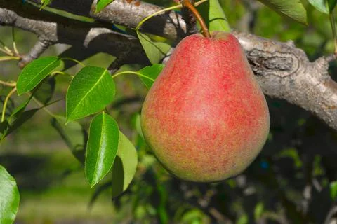 Red pear tree fruit picking organic orchard Foto stock