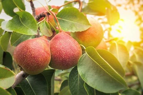 Red pears grows on a branch among the green foliage on pear tree Stock Photos