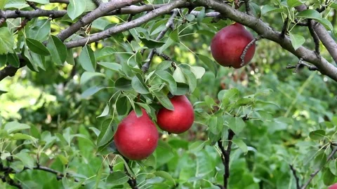Red pears hanging on a tree branch surrounded by green leaves Stock Footage 331790205