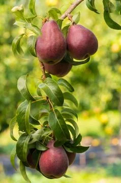 Red pears hanging on the tree Stock Photos