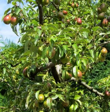 Red pears on tree branches Stock Photos