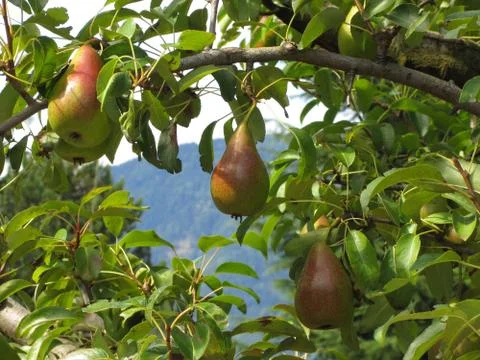 Red pears on tree branches Stock Photos