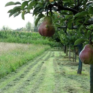 Red pears on tree branches Stock Photos