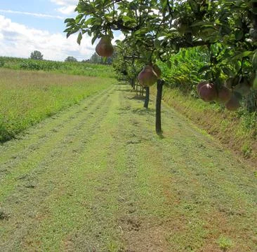 Red pears on tree branches Stock Photos