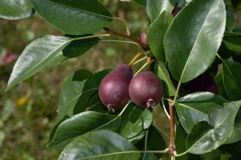 Red pears on the tree Stock Photos