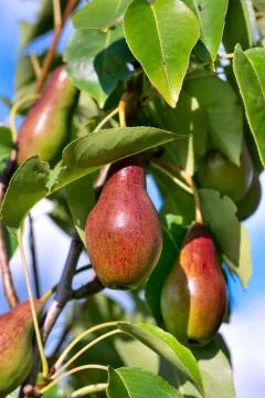 Red pears on tree Stock Photos