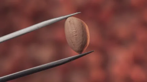 Red Peeled Peanut Close Up Background Stock Footage 282945741