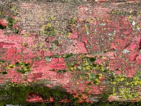 Red peeling paint texture background, cracked grunge wall surface. Stock Photos