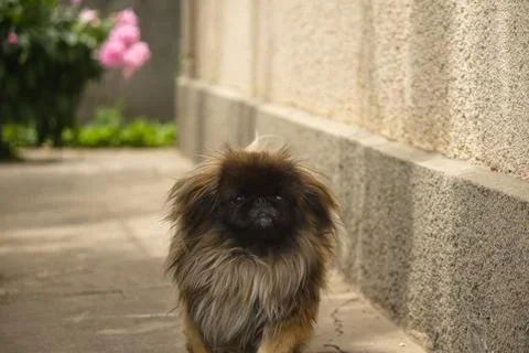 Red Pekingese runs around the yard Stock Photos
