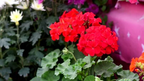 Red pelargonium flower , geranium Stock-Footage 101383037