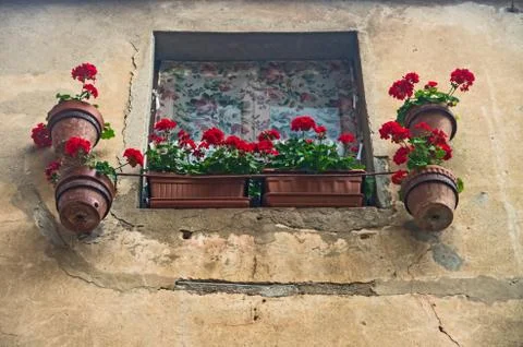Red pelargonium Stock Photos