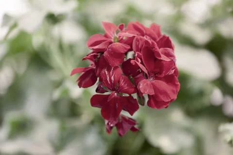 Red pelargonium Stock Photos